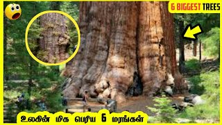 6 BIGGEST trees in the World | மிக பெரிய 6 மரங்கள் | தமிழில் |