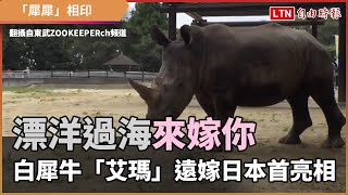 漂洋過海來嫁你 白犀牛「艾瑪」小姐遠嫁日本首亮相 (翻攝自東武ZOOKEEPERch頻道)