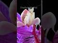 Orchid Mantis: Nature Most Beautiful Insect.