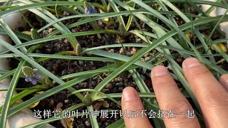 养葡萄风信子，掌握几个“要领”，就能一球多花，开满“蓝伞伞”