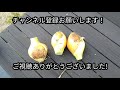 【家庭菜園】極早生たまねぎを3つ収穫しました