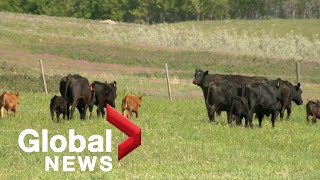 Over 300 cattle seized, many found dead as Sask. farmer denies starvation charges