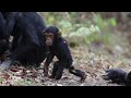 chimpanzees pan troglodytes mutual grooming with a baby wandering around tanzania