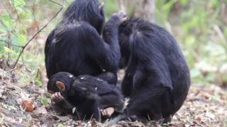 Chimpanzees (Pan troglodytes) mutual grooming, with a baby wandering around, Tanzania