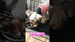 花子ご飯よ〜 #shorts 【ヨークシャーテリア専門犬舎チャオカーネ】