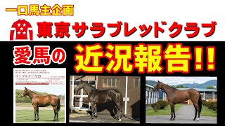 【一口馬主 #16】東京サラ愛馬の近況報告／レッドヴェロシティ次走に向けて調教順調！【東京サラブレッドクラブ】