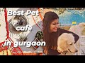 Best Pet Cafe In Gurgaon