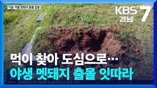 도심 습격하고 무덤 파헤치고…야생 멧돼지 출몰 잇따라 / KBS  2024.10.30.