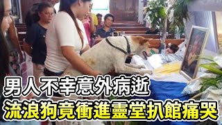 男人因病去世，流浪狗竟衝進靈堂扒棺呆坐，無視旁人拉扯放聲大哭......