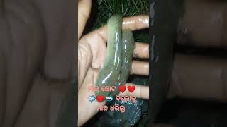 fish maçho ଛୋଟ  ମାଛ  ❤️❤️❤️🦈