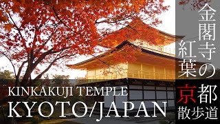 京都観光 金閣寺/鹿苑寺の紅葉(Autumn leaves of Kinkaku-ji / Rokuon-ji temple in Kyoto,Japan) / 京都散歩道