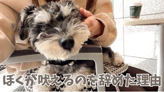 【吠えない犬】頑固なミニチュアシュナウザーが吠えなくなった理由