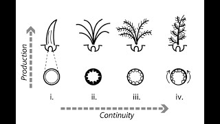 09.02 Novelty and Innovation – Beyond Networks: The Evolution of Living Systems