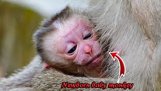 ___________How gorgeous??? Monkey Libby finally gives birth to a female baby pigtail  🎉☘️💞