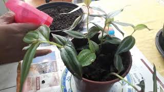 Plantando Erva da fortuna (#Tradescantia fluminensis) | #SimplesFlora #ervadafortuna