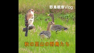 【野鳥観察Vlog】秋の里山の野鳥たち・･ 〜ベニマシコ、マガン、マミチャジナイ、アオゲラなど