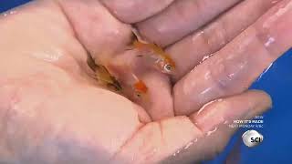 How It's Actually Made - Aquarium Fish