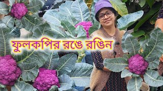 বেগুনি রংয়ের ফুলকপির রঙে রঙিন হলো ছাদ বাগান।