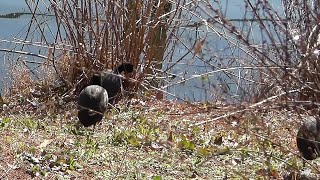 【4K】ふなばしアンデルセン公園・池にいた黒い水鳥たち（2020年1月19日）