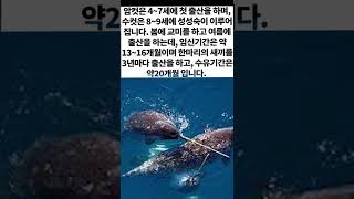 우영우가 좋아하는 외뿔고래 간단 소개 영상 입니다 !