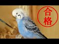 セキセイインコの健康診断第２弾