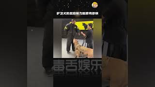 这安全感简直拉满了！！！ #护卫犬 #安全感满满 #娱乐评论大赏#shorts