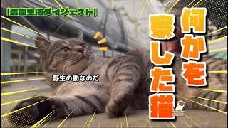 【11/20】水曜日も元気いっぱいな農家ネコたち🐈‍⬛🐈【農園生活ダイジェスト】