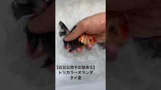 【近日公開予定個体⑤】 トリカラーオランダ　タイ産　#金魚 #オランダ #goldfish