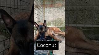 തേങ്ങ കിട്ടിയാൽ എനിക്ക് ആരേം ഓർമയില്ല ❤️ #comedy #youtubeshorts #dog #malinois #belgium #shorts #pet