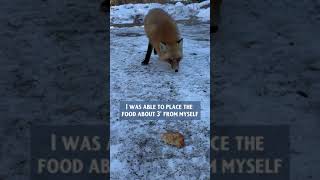 Red Fox Encounter: Will he eat from my hand?