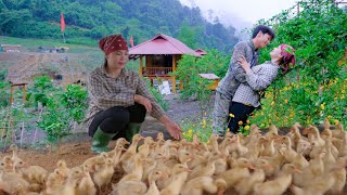 Sang vy built a tank for 200 ducks to swim in, planted a flower garden, Sang vy's family life