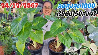 ☎️084-9625349คลิปนี้ป้าโหน่ง‼️ลดได้เหมือนได้ฟรี คุ้มๆไม้ด่าง/หน้าวัวใบ/ไม้แร/ฟิโล/บอนสี/ว่าน/กวักมร