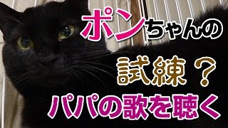 【Jean 0617】黒猫が家にやってきた！ ポンちゃんパパの歌を聴かされる　元野良猫の保護里親記録  Jean \u0026 Pont, a former stray cat.