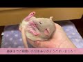 【fancyrat】rats that sleep like bagels.【vlog】