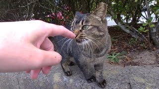 にゃーん！くるるっ♪とかわいい鳴き声で甘えてくるけどなんだか落ち着かないタヌキっぽい毛色の幼いねこ　-Diary of visiting cats in Japan-