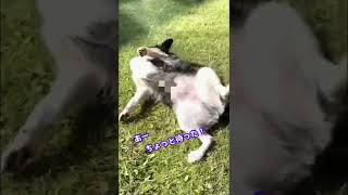 犬を飼う前の心の準備動画。　#shorts