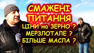 ⁉️ЯК ЗРОБИТИ ЖИРНИМ СОНЯШНИК🤔ЗЕРНО КОЛИ ПРОДАВАТИ⁉️-20°🥶МОРОЗУ ЩО БУДЕ 🌾З ОЗИМОЮ⁉️#вітастар #хотин