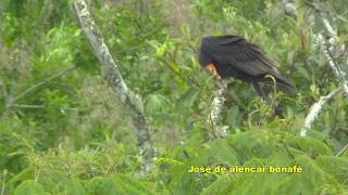 Cathartes burrovianus;  Lesser yellow headed vulture