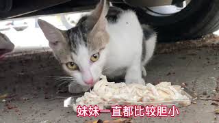 风雨不改天天来，经过几个月终于把怕人的流浪猫喂熟，被真诚打动