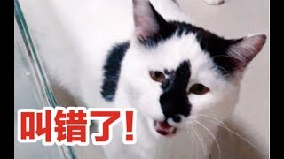 故意叫错猫咪的名字，猫咪当场生气拒绝回应