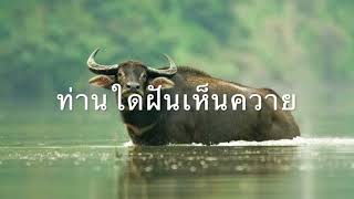 ทำนานฝัน ควาย