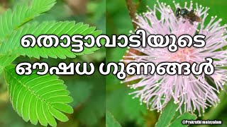 തൊട്ടാവാടിയുടെ ഔഷധ ഗുണങ്ങൾ | Mimosa pudica |Thottavadi | Prakruthi malayalam