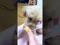 no.5 カリカリと夢中でおやつを食べる犬☆（トイプードルのマリン）