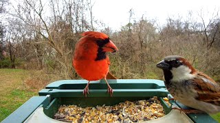 2024-12-15 Cardinals with Friends