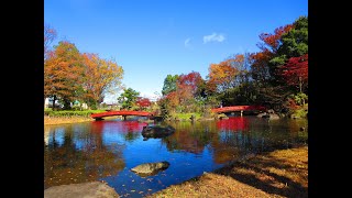 【高崎大好き！No 057】浜川運動公園 御布呂が池 紅葉2019