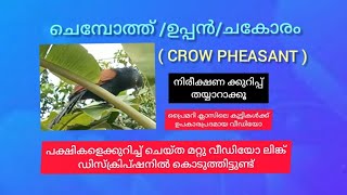 Birds of Kerala/ചെമ്പോത്ത് / ഉപ്പൻ/ ചകോരം/Crow pheasant/പക്ഷി നിരീക്ഷണക്കുറിപ്പ്/uppan/chakoram/