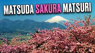 🔴🌸🛝 Japan LIVE - Matsuda Cherry Blossom Festival and MEGA Slide!