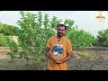 ਕਿਵੇਂ ਤਿਆਰ ਹੁੰਦੇ ਖੰਡ ਵਰਗੇ ਮਿੱਠੇ ਅਮਰੂਦ। farmer are growing sweet guava in punjab