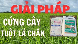 Giải pháp giúp lúa cứng cây ngắn lóng tuột lá chân mùa mưa bão