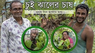 চুই ঝালের চাষ বদলে দিবে আপনার ভাগ্য, Profitable Chui jhal (Piper chaba) culture #Balaram_Mahalder